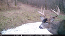 Deer11_2.jpg