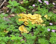 Mushrooms1.jpg