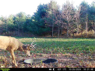 Bucks will often visit these waterholes during daylight when placed near known bedding areas.
