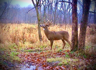CWDDeer.jpg