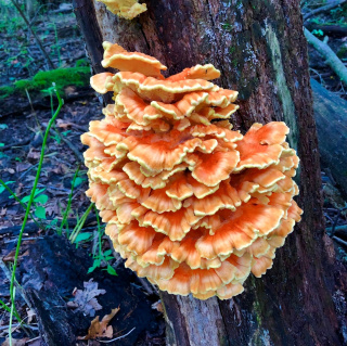 ChickensoftheWoods.jpg