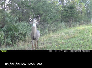 Daylight During Bow Season Working a Licking Branch - Weiss Realty