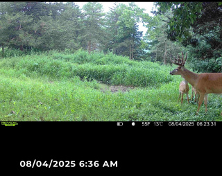 Giant Buck Checking a Licking Branch in August - Weiss Realty