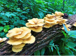 GoldenOysters.jpg