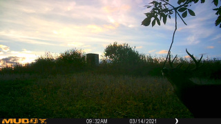 Mature Buck Checking a Scrape Positioned in Front of Blind - Weiss Realty