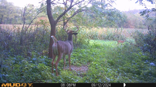 Mature Buck During Fall Daylight on an Engineered Scrape - Weiss Realty