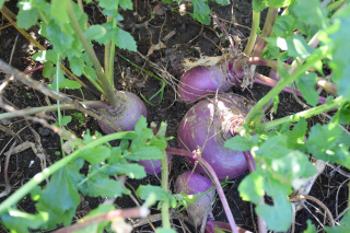 Turnipsplantedinafoodplot.WeissRealtyLLC.jpg
