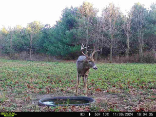 Waterholes become a magnet for bucks during the rut as they are in search of receptive does and need a quick drink as they move along.