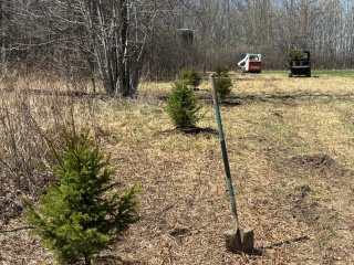 WhiteSprucetransplantedtoscreenfoodplotfromoutbuildings.WeissRealty.jpg