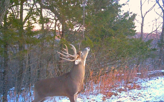 big10cedar.jpg