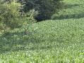10-IMG_1128.jpg