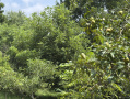12-IMG_1130.jpg