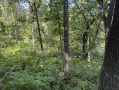 18-IMG_1386.jpg