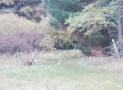 185-5deer-edited_1.jpg