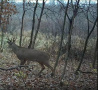 185deer10.jpg