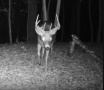 185deer11.jpg