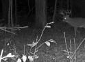 185deer12.jpg