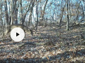 185deer13.jpg