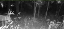 185deer14.jpg
