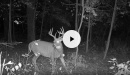 185deer15.jpg