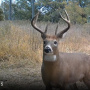 185deer16.jpg