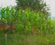 185deer18.jpg