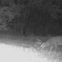 185deer19.jpg