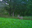 185deer20.jpg