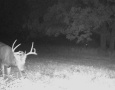 185deer21.jpg