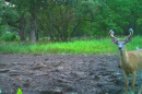 185deer22.jpg