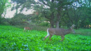 185deer23.jpg