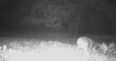 185deer24.jpg