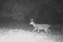 185deer25.jpg