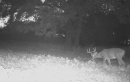 185deer26.jpg