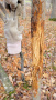 185deer27.jpg