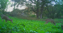 185deer29.jpg