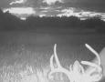 185deer30edited.jpg