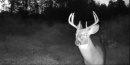185deer31edited.jpg