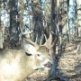185deer32edited.jpg