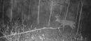 185deer8.jpg