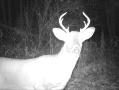2020-10-18buck.jpg