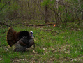 2020maygobbler.jpg