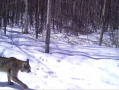 202202bobcat.jpg