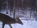 20221118buck.jpg