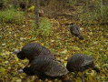 2023-10-23sixturkeys.jpg