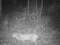 20230902Bobcat.jpg