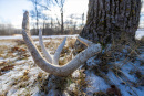 26-Exterior-Antler.jpg