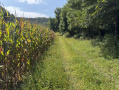 29-IMG_1438.jpg
