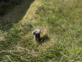 37-IMG_1456.jpg
