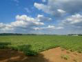 37.9acres7.png